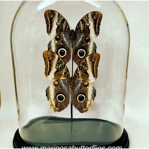Caligo Atreus vlinders in ovale stolp.