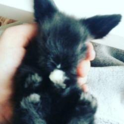 Konijnen baby's te koop