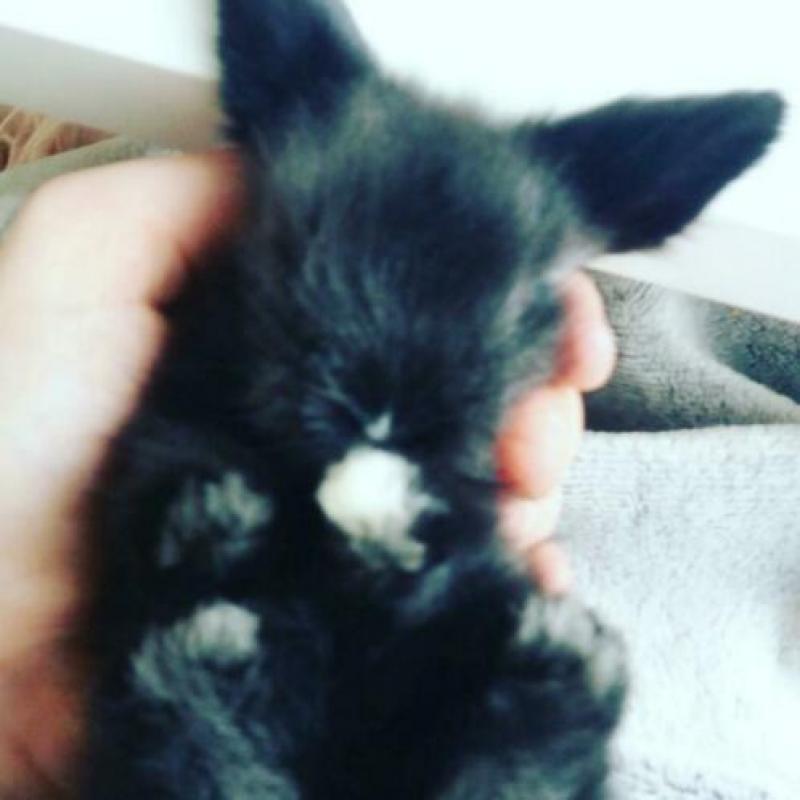 Konijnen baby's te koop