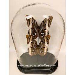 Caligo Atreus vlinders in ovale stolp.