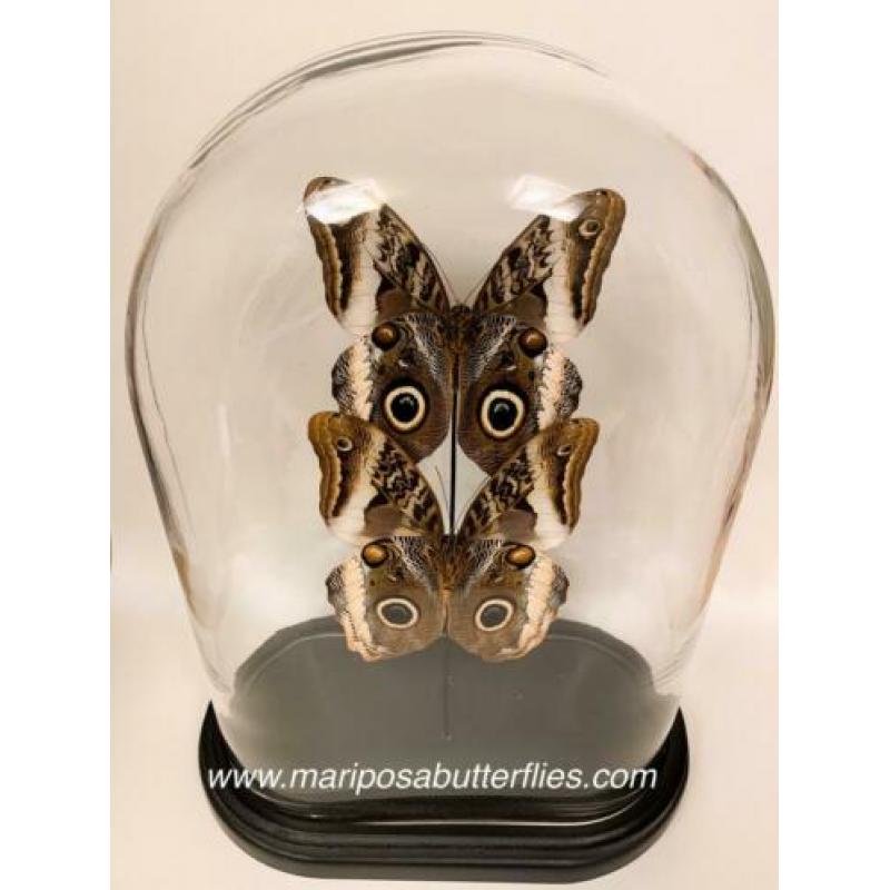 Caligo Atreus vlinders in ovale stolp.