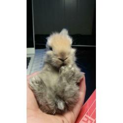 Konijnen baby's te koop