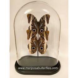 Caligo Atreus vlinders in ovale stolp.