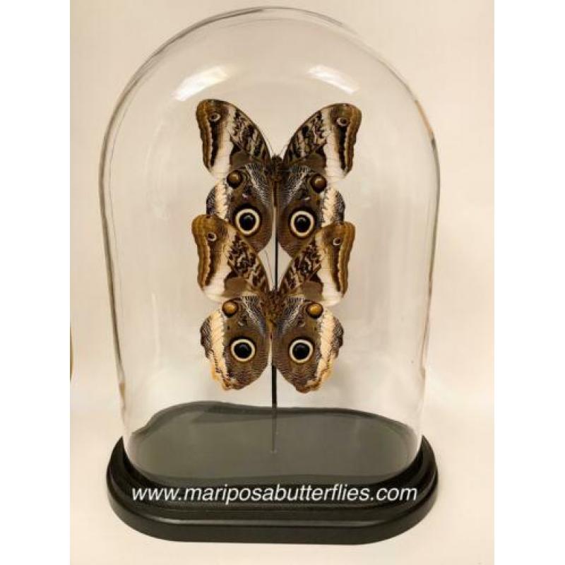 Caligo Atreus vlinders in ovale stolp.