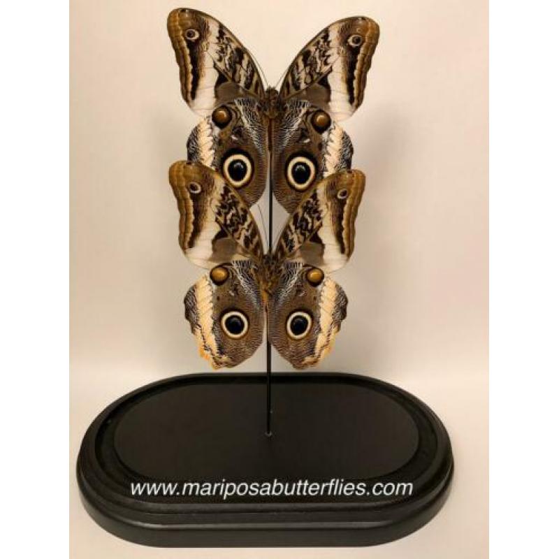 Caligo Atreus vlinders in ovale stolp.