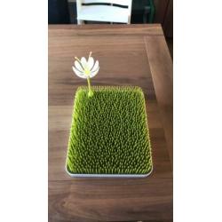 Flessen droogrek / afdruiprek Boom lawn