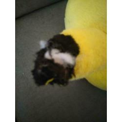 Grote Pikachu 35 cm!!