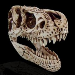 Een levensechte T-Rex schedel uit hars ( Code : H )