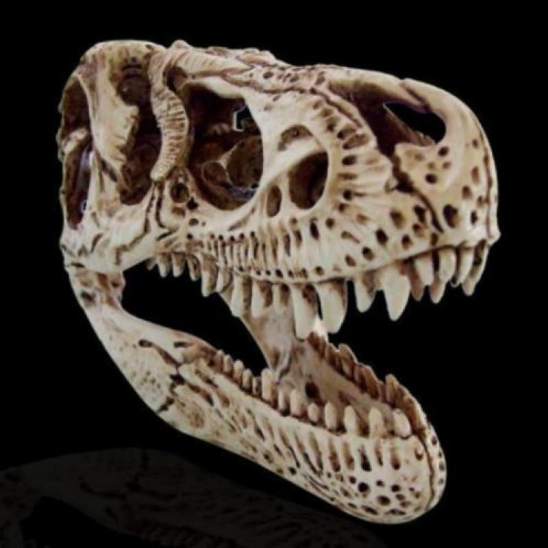 Een levensechte T-Rex schedel uit hars ( Code : H )