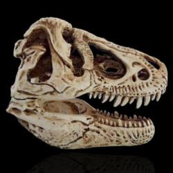 Een levensechte T-Rex schedel uit hars ( Code : H )
