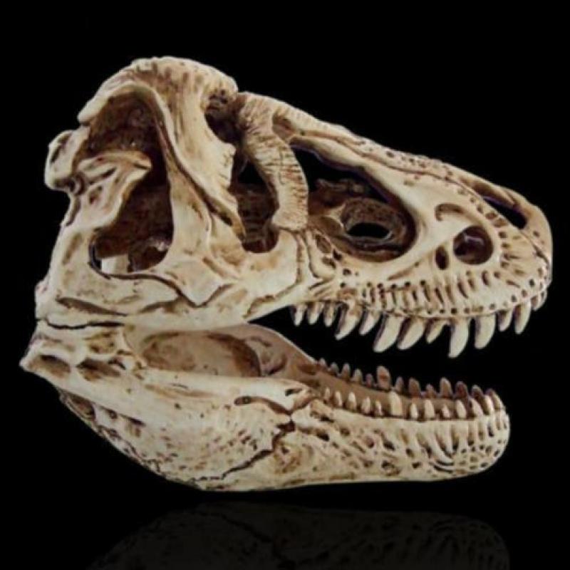 Een levensechte T-Rex schedel uit hars ( Code : H )