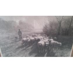 Ingelijste foto uit 1895 van herder met schaapskudde