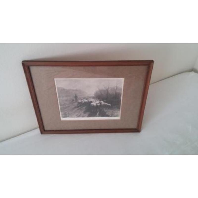 Ingelijste foto uit 1895 van herder met schaapskudde