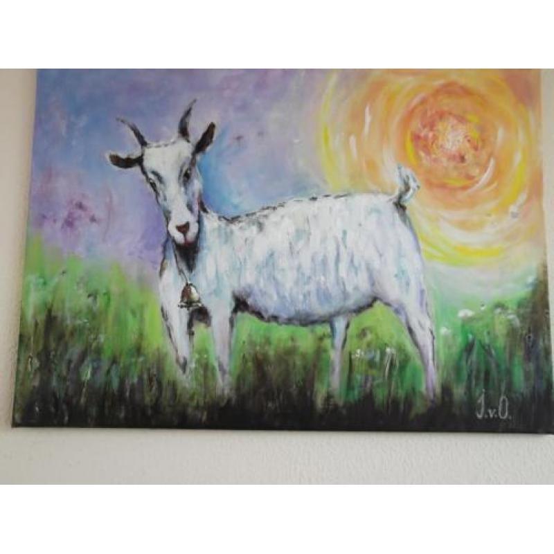 Nieuw leuk schilderij Het Kalfje 60x80cm