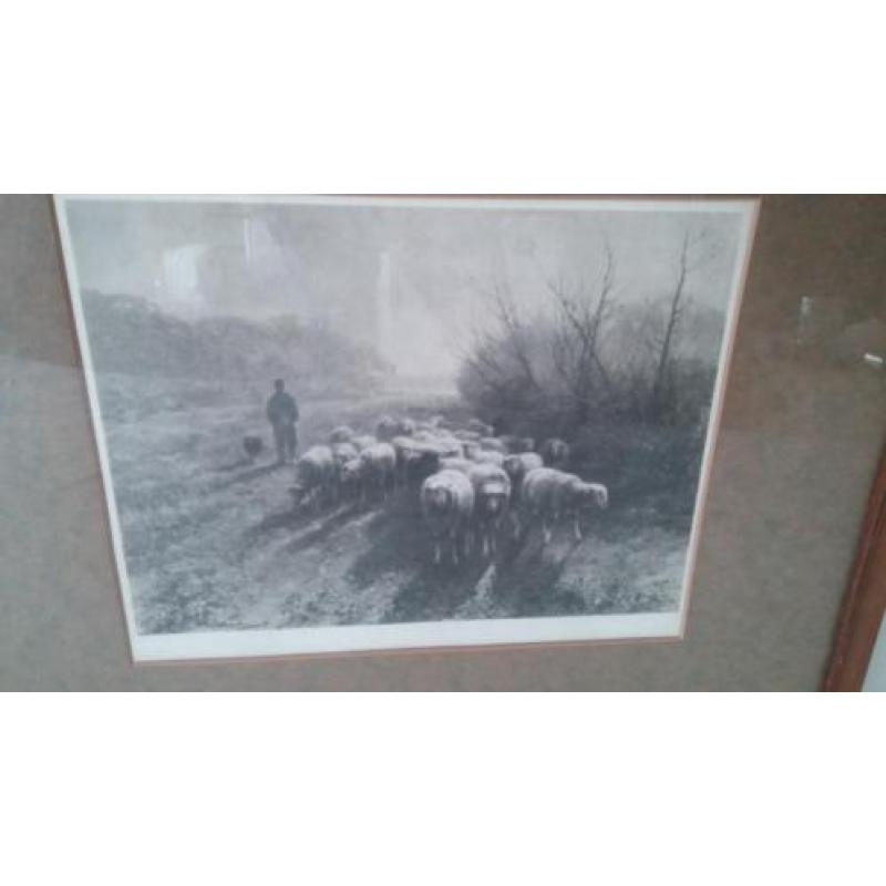 Ingelijste foto uit 1895 van herder met schaapskudde