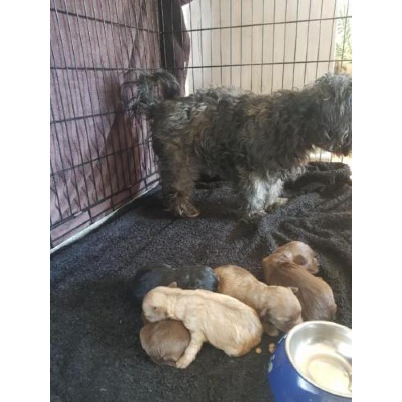 Bolonka zwetna pups