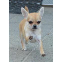 Mooi chihuahua teef puppie met FCI stamboom