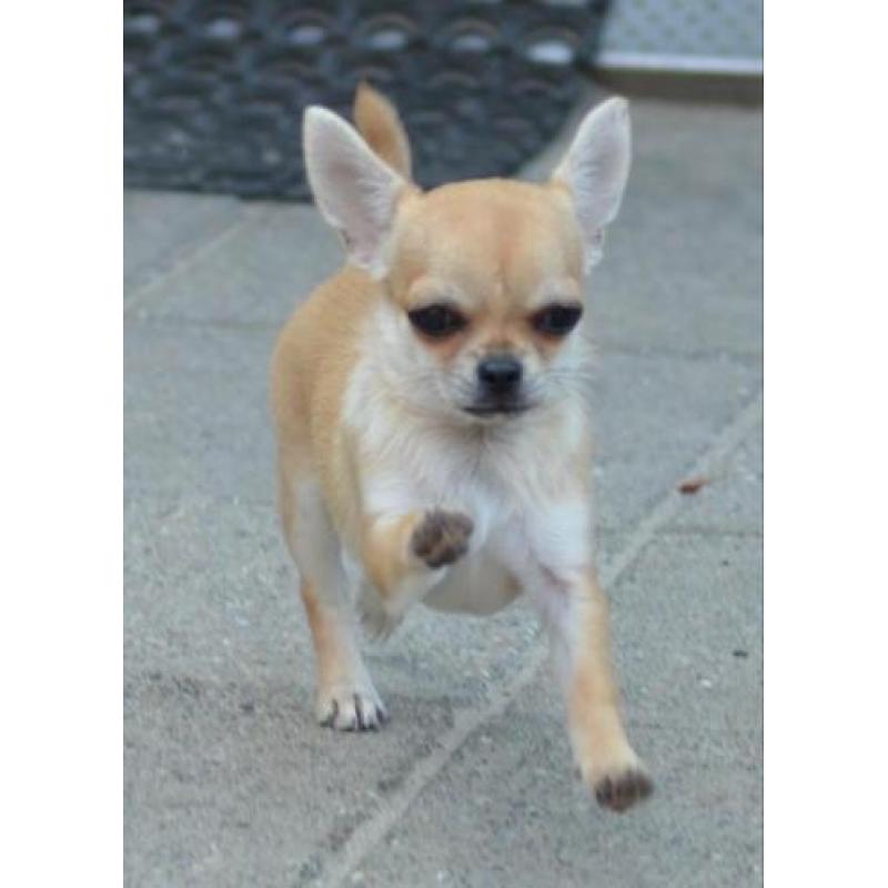 Mooi chihuahua teef puppie met FCI stamboom
