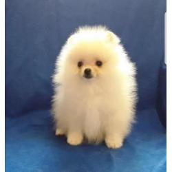 Zeer mooi mini Teefje Pomeriaan/Pomeranian/Dwergkweesje/FCI
