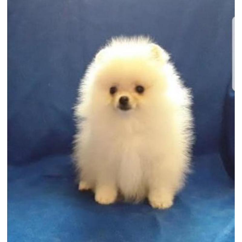 Zeer mooi mini Teefje Pomeriaan/Pomeranian/Dwergkweesje/FCI