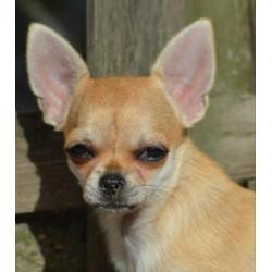 Mooi chihuahua teef puppie met FCI stamboom