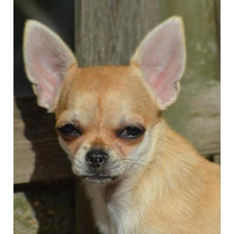 Mooi chihuahua teef puppie met FCI stamboom