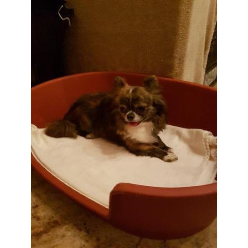 Te koop prachtig chihuahua reutje ! MET FCI STAMBOOM.