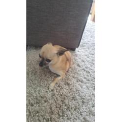 Licht bruine 3 jarige Chihuahua