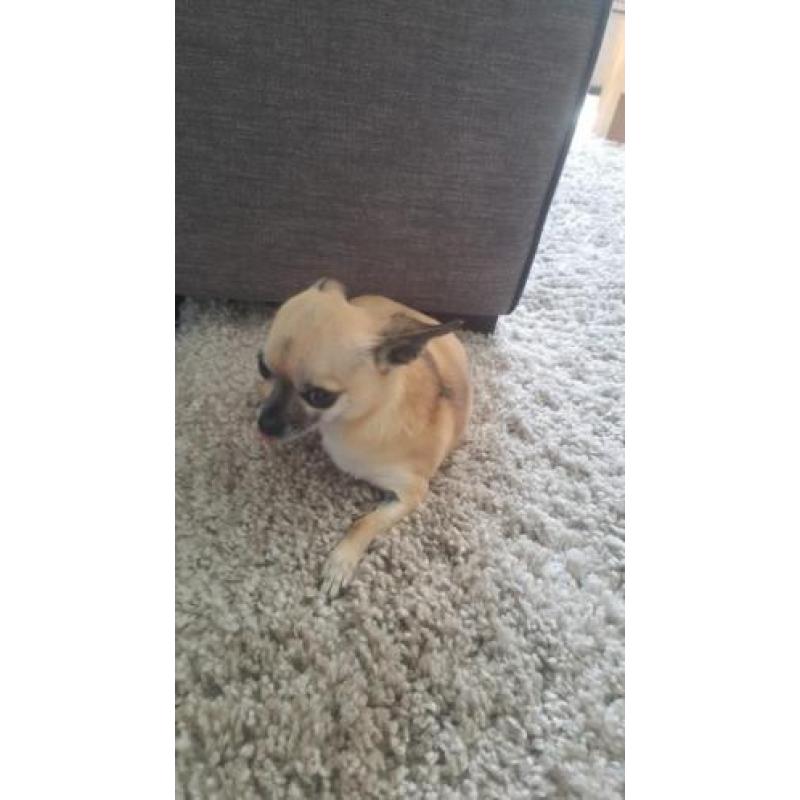 Licht bruine 3 jarige Chihuahua