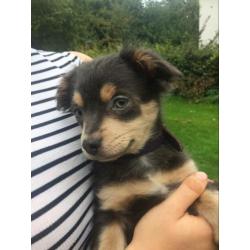 Grijze chihuahua pup