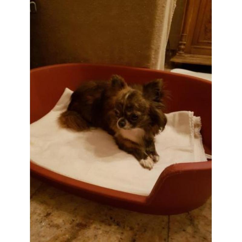 Te koop prachtig chihuahua reutje ! MET FCI STAMBOOM.