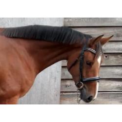 super merrie, applaus x guidam de revel