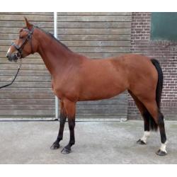 super merrie, applaus x guidam de revel