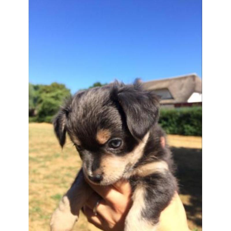Grijze chihuahua pup