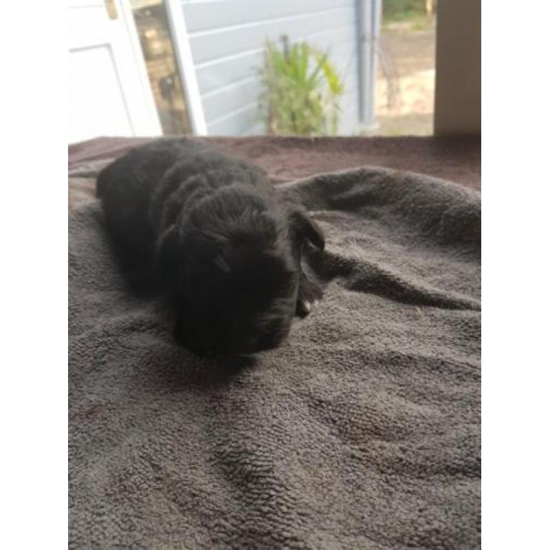 Bolonka zwetna pups