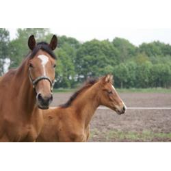 11 jarige Riccione merrie t.e.a.b.