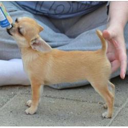 Mooi chihuahua teef puppie met FCI stamboom