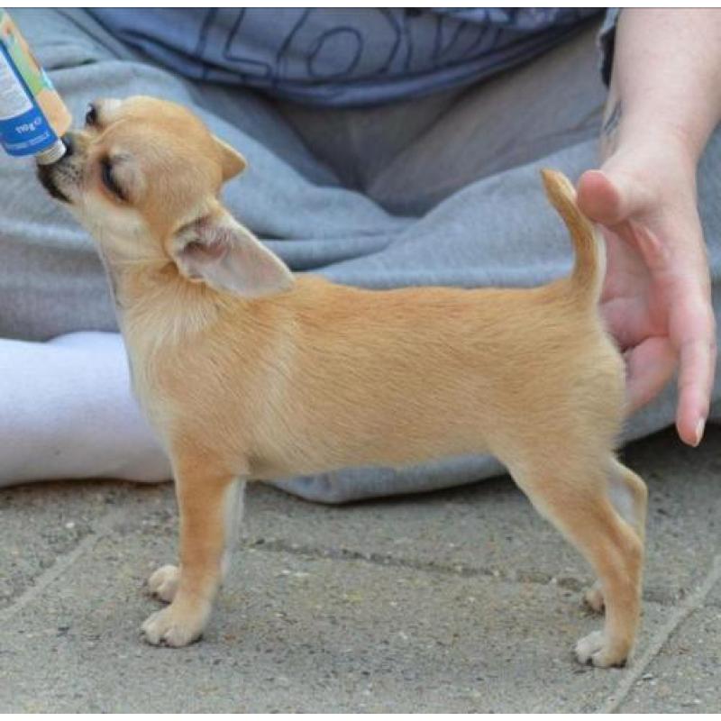 Mooi chihuahua teef puppie met FCI stamboom