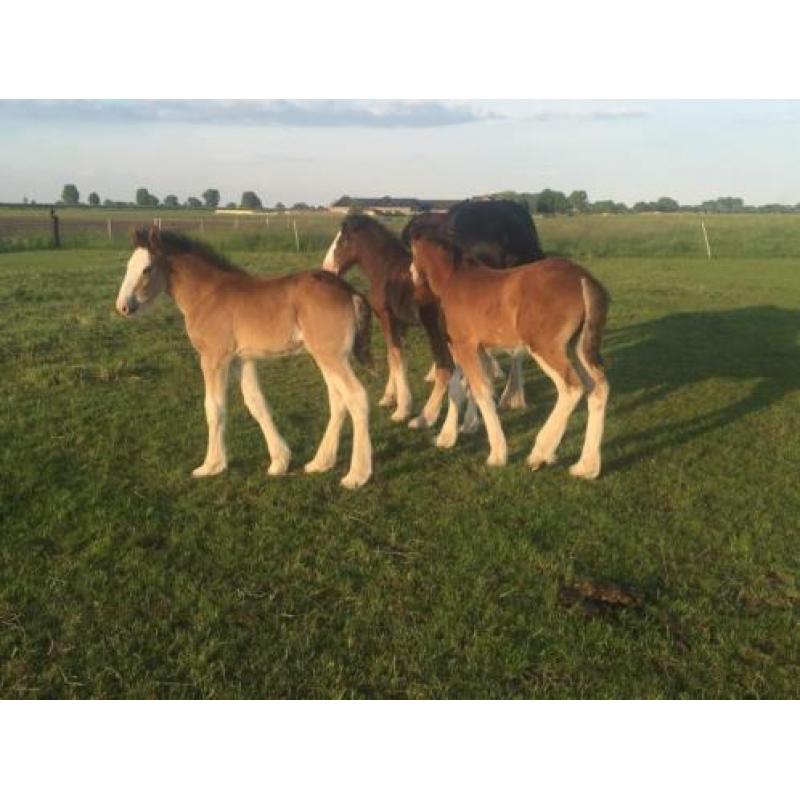 Shires