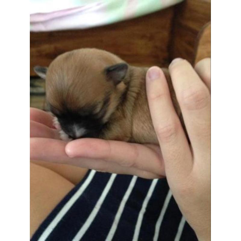 Langharige chihuahua pups