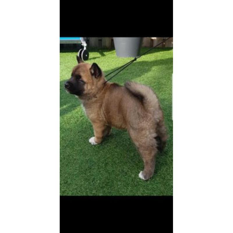 Akita pups