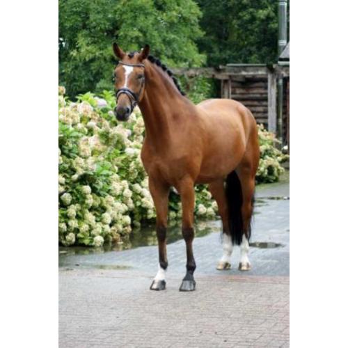 11 jarige Riccione merrie t.e.a.b.