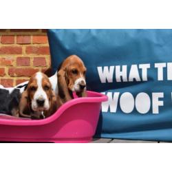 Eng.bassethound pups mooie kleuren