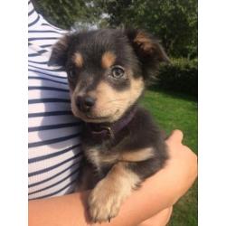 Grijze chihuahua pup