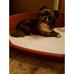 Te koop prachtig chihuahua reutje ! MET FCI STAMBOOM.