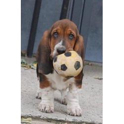 Eng.bassethound pups mooie kleuren
