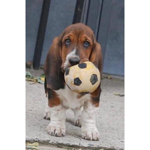 Eng.bassethound pups mooie kleuren