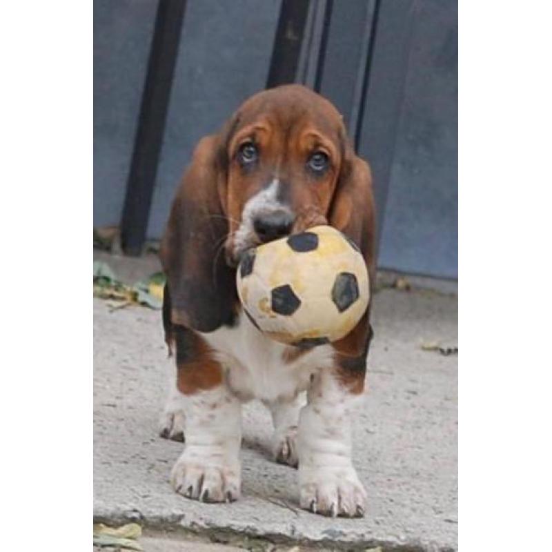 Eng.bassethound pups mooie kleuren