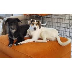 Pup teefje kr beagle zoekt leuk gezin