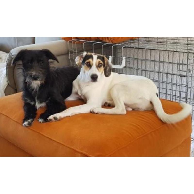 Pup teefje kr beagle zoekt leuk gezin